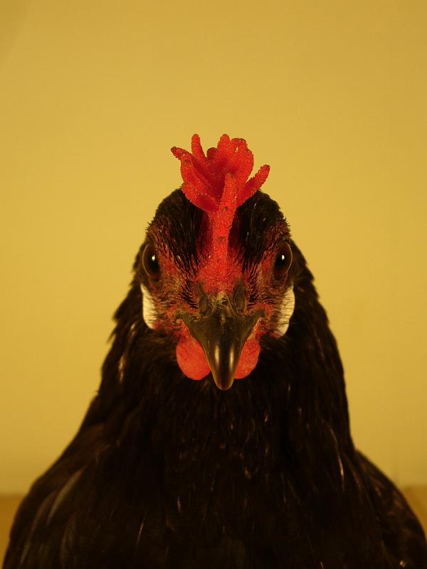 Muenster 2008 203.jpg - Zwerg Augsburger schwarz Rolvering Lena Preis SG 95 E